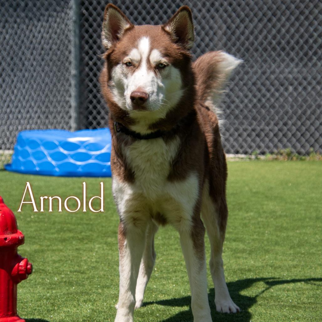 Arnold, a Adoptable Siberian Husky in Parkersburg, WV image 3/3