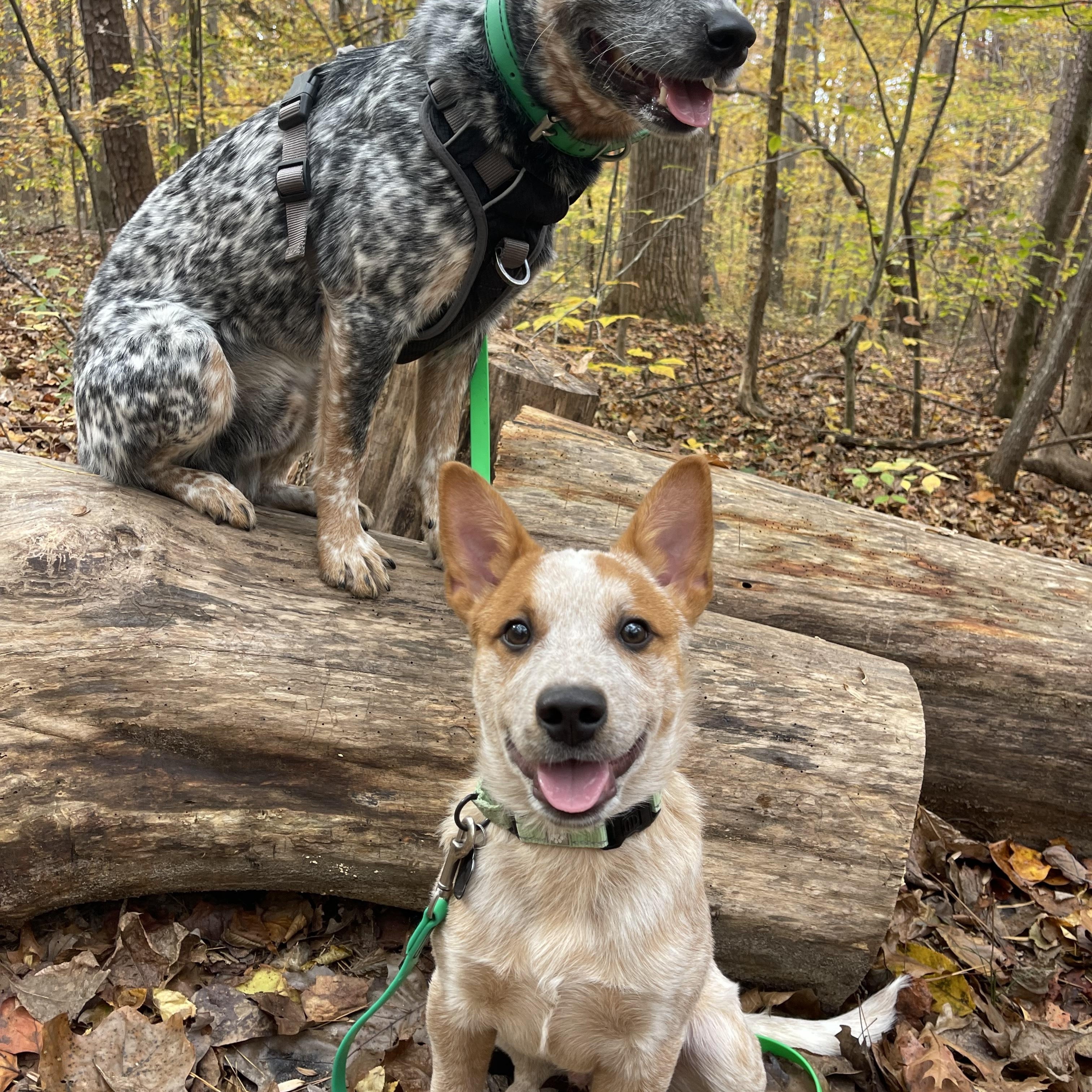 Shaker, a Adoptable Australian Cattle Dog / Blue Heeler in Raleigh, NC image 1/3