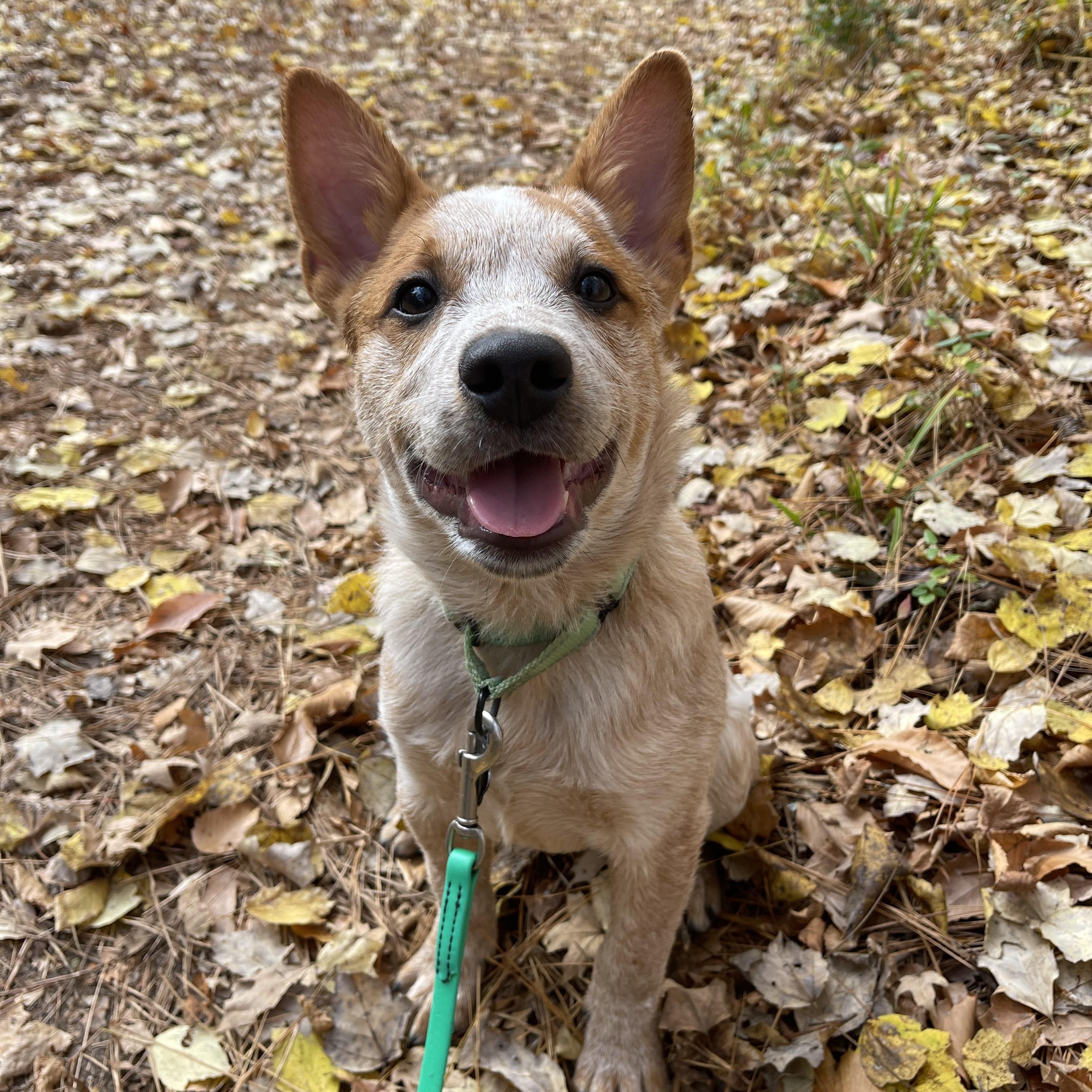 Shaker, a Adoptable Australian Cattle Dog / Blue Heeler in Raleigh, NC image 2/3