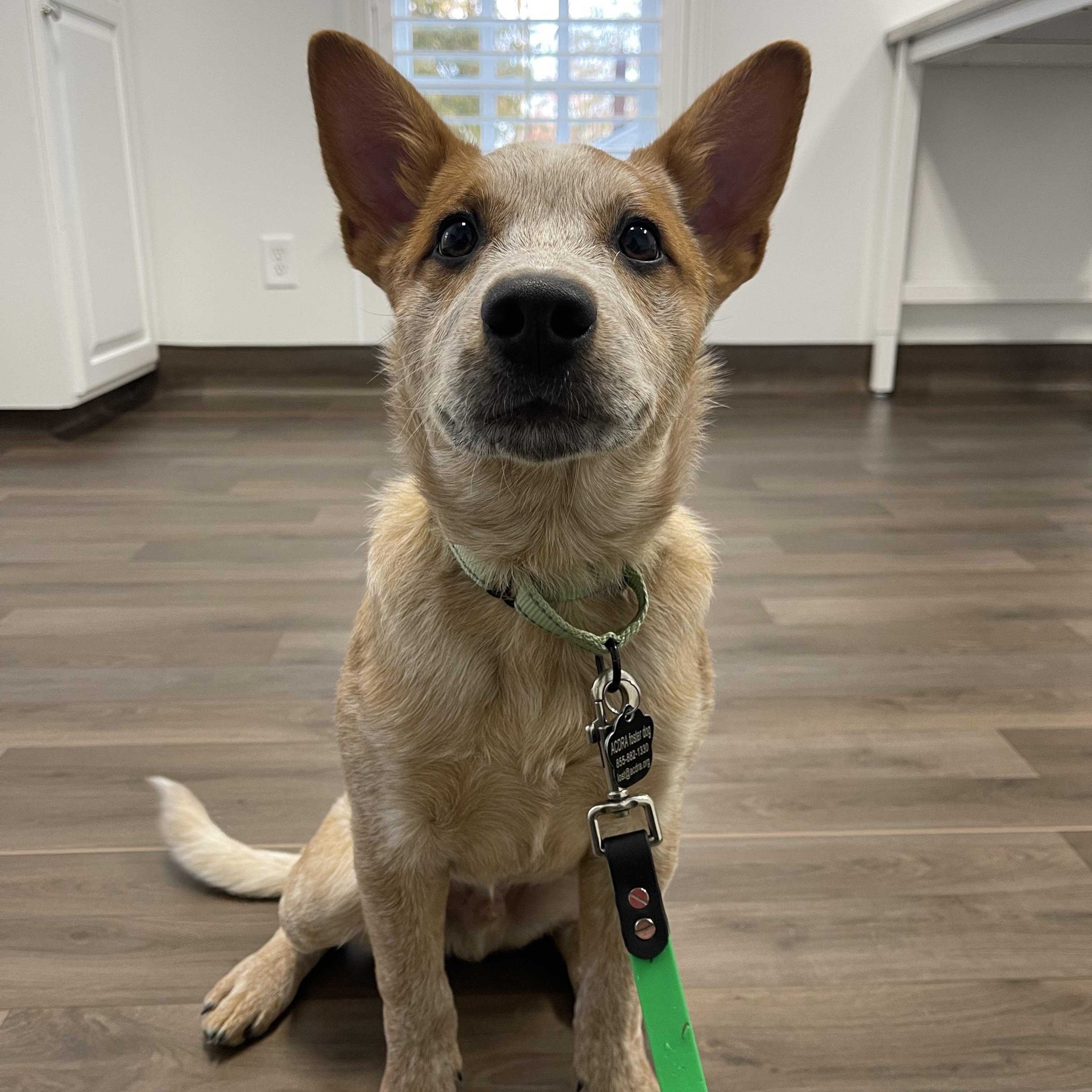 Shaker, a Adoptable Australian Cattle Dog / Blue Heeler in Raleigh, NC image 3/3
