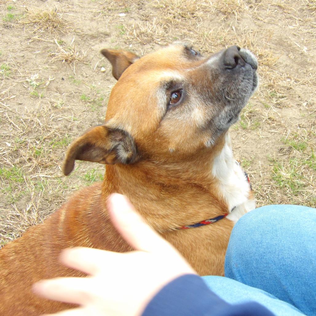 George (In Foster), Adoptable, Senior Male Mixed Breed.