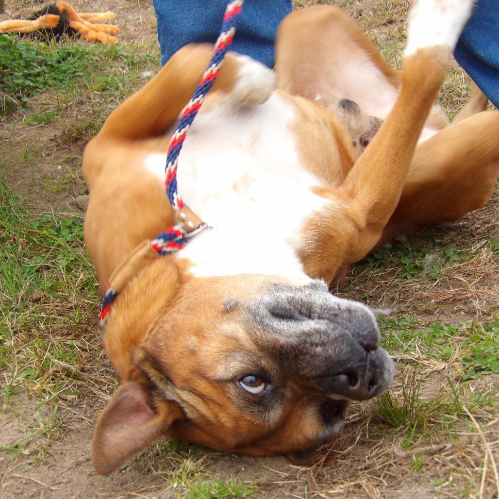 Enlarge George (In Foster), a Adoptable Mixed Breed in Vineland, NJ image 2/4