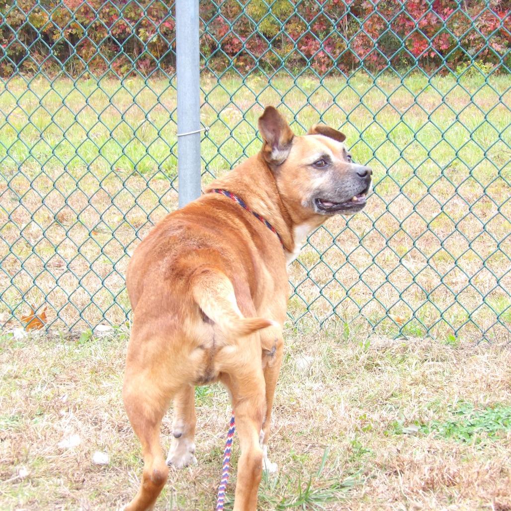 Enlarge George (In Foster), a Adoptable Mixed Breed in Vineland, NJ image 3/4