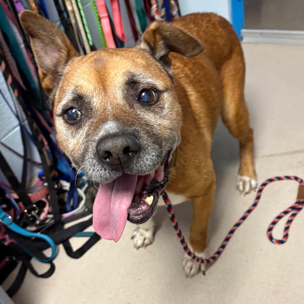 Enlarge George (In Foster), a Adoptable Mixed Breed in Vineland, NJ image 4/4