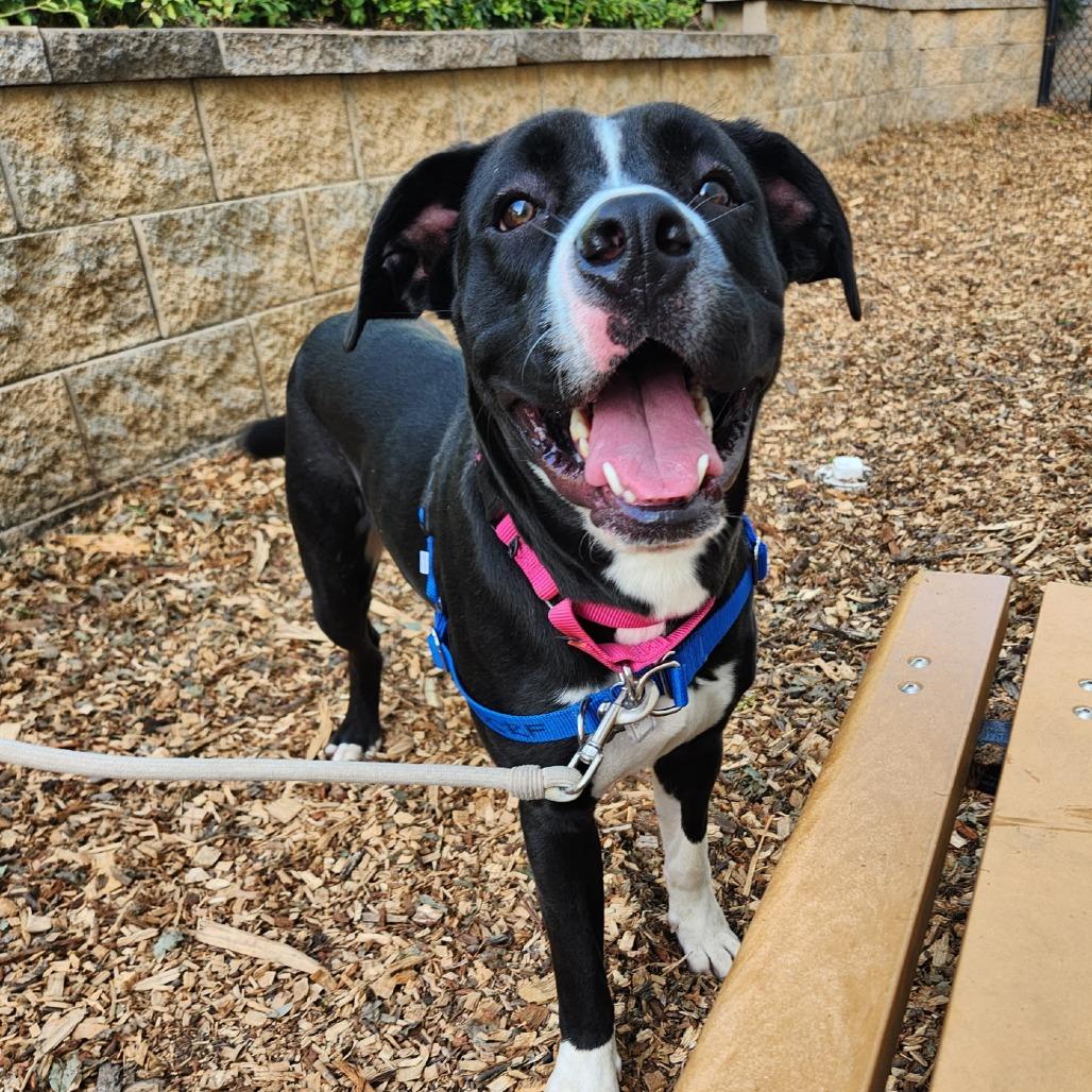 Enlarge Bufford, a Adoptable mixed breed in Falls Church, VA image 1/6