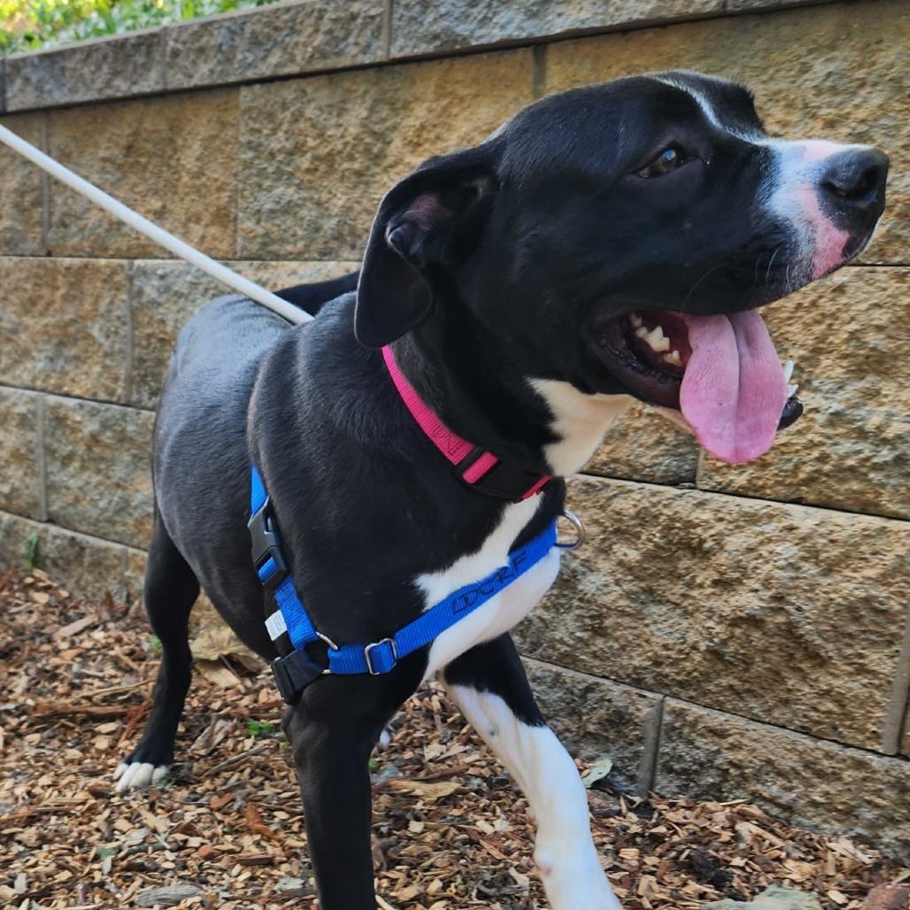 Enlarge Bufford, a Adoptable mixed breed in Falls Church, VA image 2/6