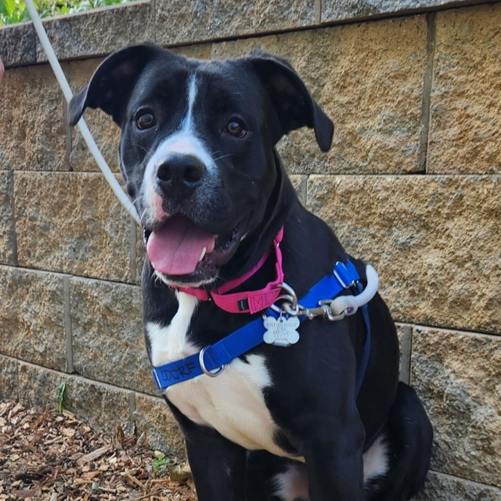 Enlarge Bufford, a Adoptable mixed breed in Falls Church, VA image 3/6