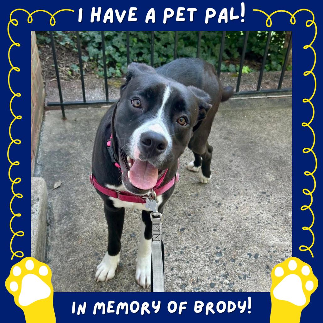 Bufford, a Adoptable mixed breed in Falls Church, VA image 4/6