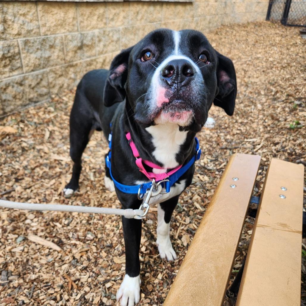 Enlarge Bufford, a Adoptable mixed breed in Falls Church, VA image 6/6