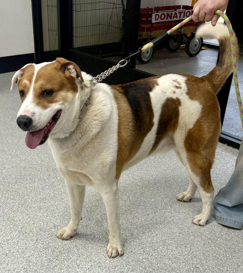 Enlarge Marley, a Adoptable mixed breed in Lake Havasu City, AZ image 1/3