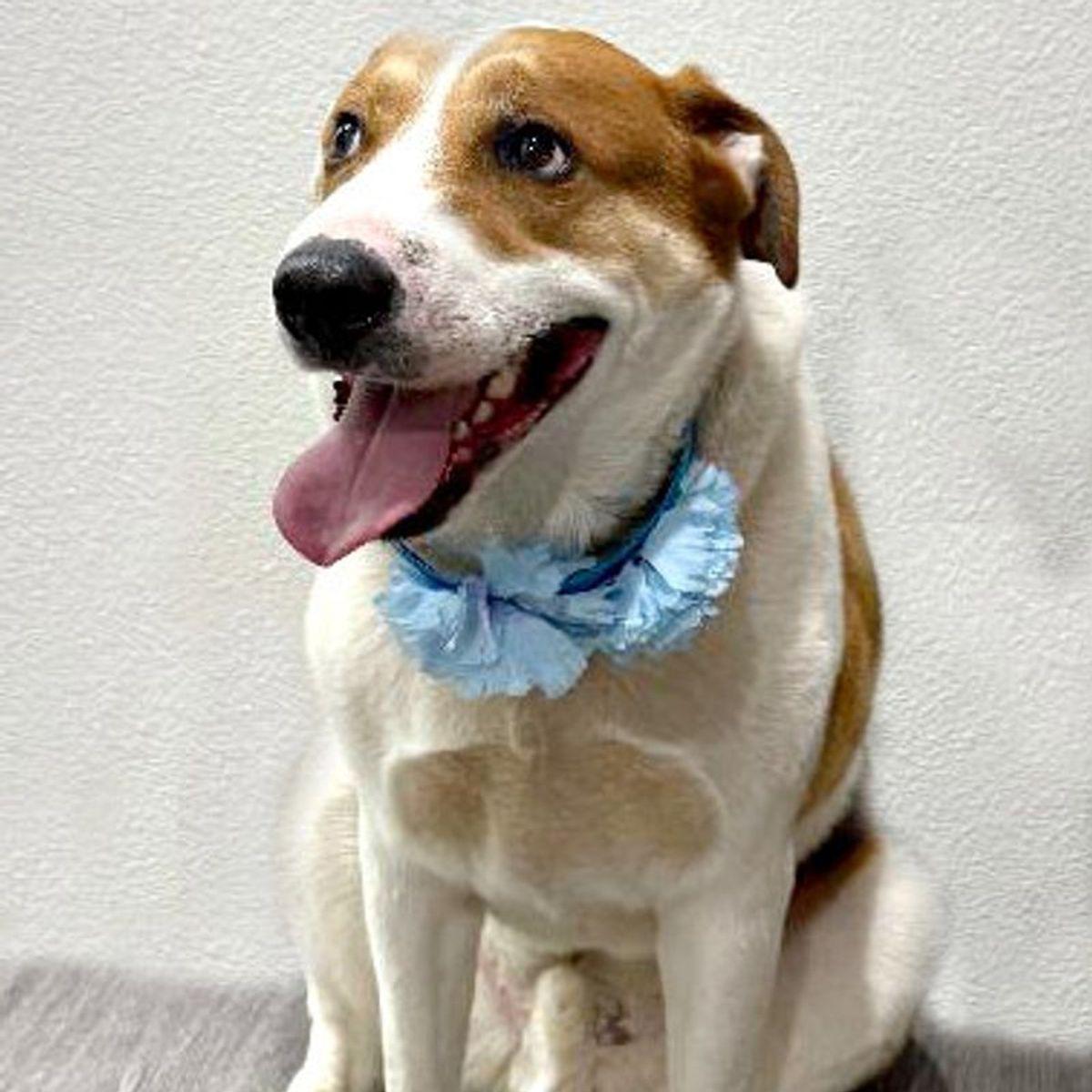 Enlarge Marley, a Adoptable mixed breed in Lake Havasu City, AZ image 2/3