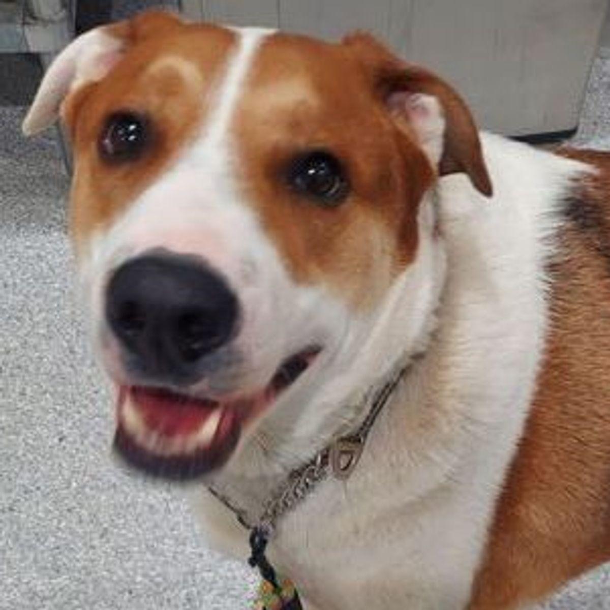 Enlarge Marley, a Adoptable mixed breed in Lake Havasu City, AZ image 3/3