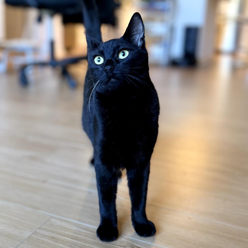 Guideon, Adoptable, Adult Male Domestic Short Hair.