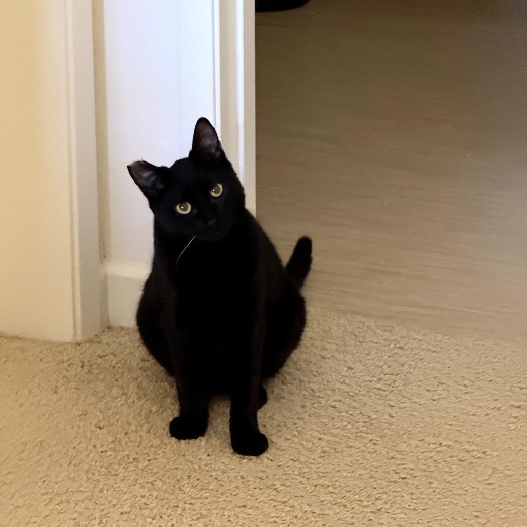 Enlarge Guideon, a Adoptable Domestic Short Hair in Union City, CA image 2/3