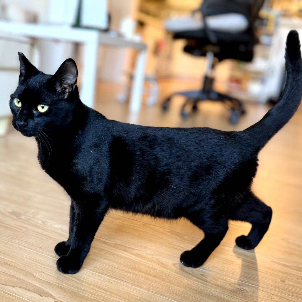 Enlarge Guideon, a Adoptable Domestic Short Hair in Union City, CA image 3/3