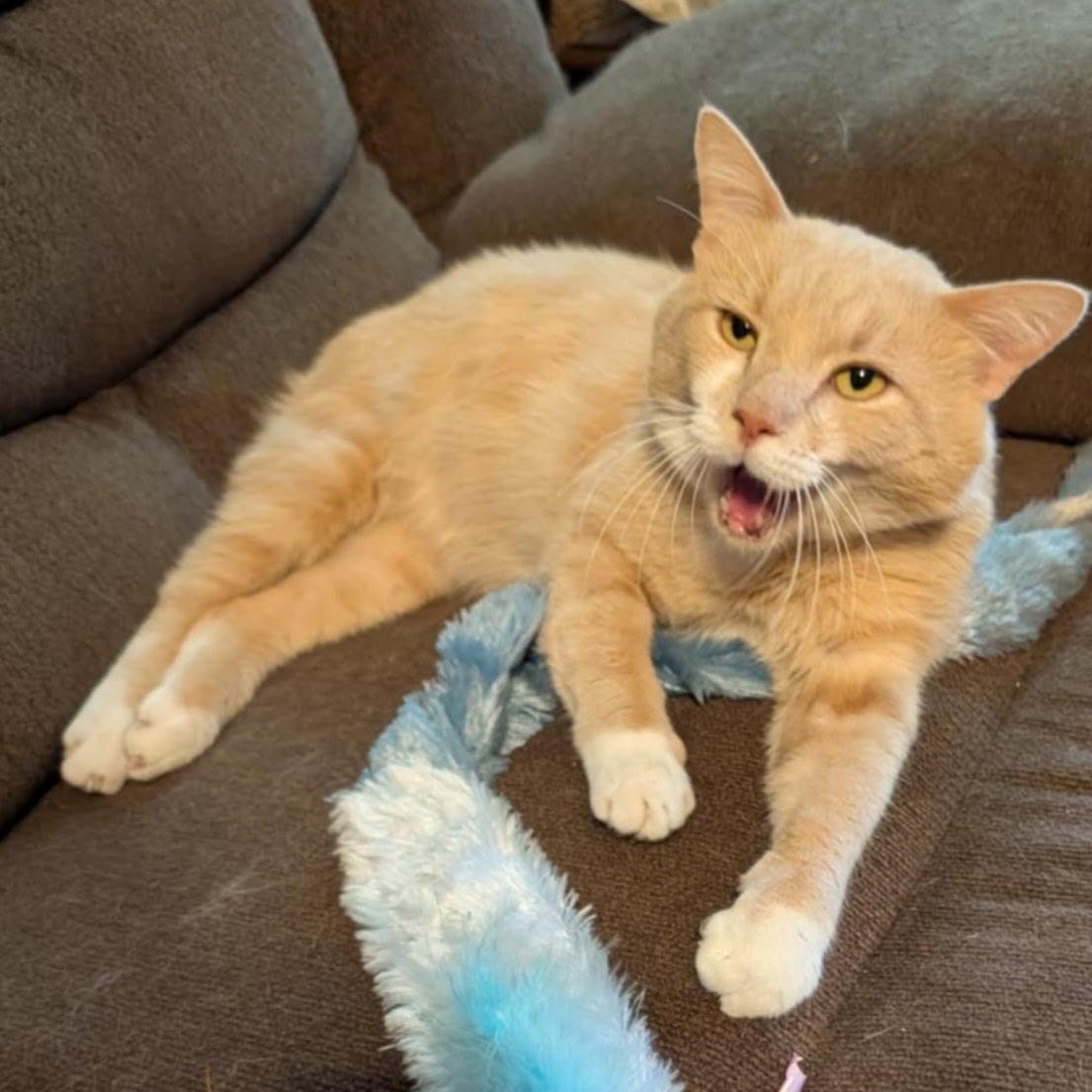 Enlarge Marsh, a Adoptable mixed breed in Morganton, NC image 4/6