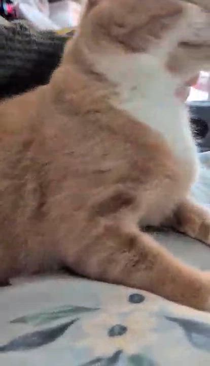 Enlarge Marsh, a Adoptable mixed breed in Morganton, NC video 6/6