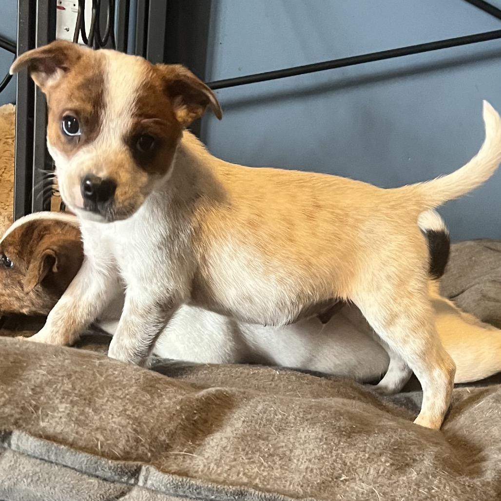 Buck, Adoptable, Puppy Male Cattle Dog & Terrier.