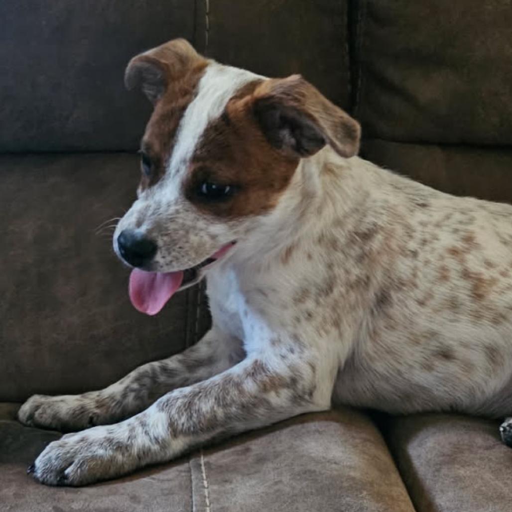 Buck, a Adoptable mixed breed in Cartersville, GA image 2/2