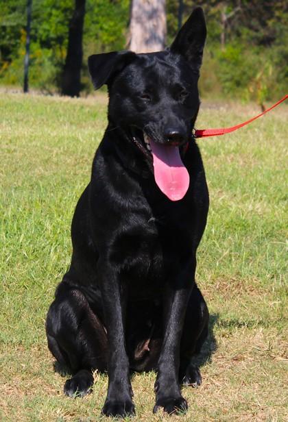 Laika, Adoptable, Adult Female Shepherd & Mixed Breed.