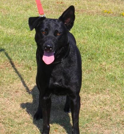 Enlarge Laika, a Adoptable mixed breed in Conway, AR image 2/3