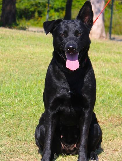 Enlarge Laika, a Adoptable mixed breed in Conway, AR image 3/3