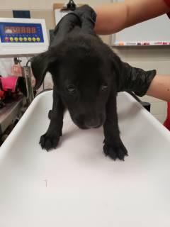 Electra, a Adoptable mixed breed in Allen, TX image 2/2
