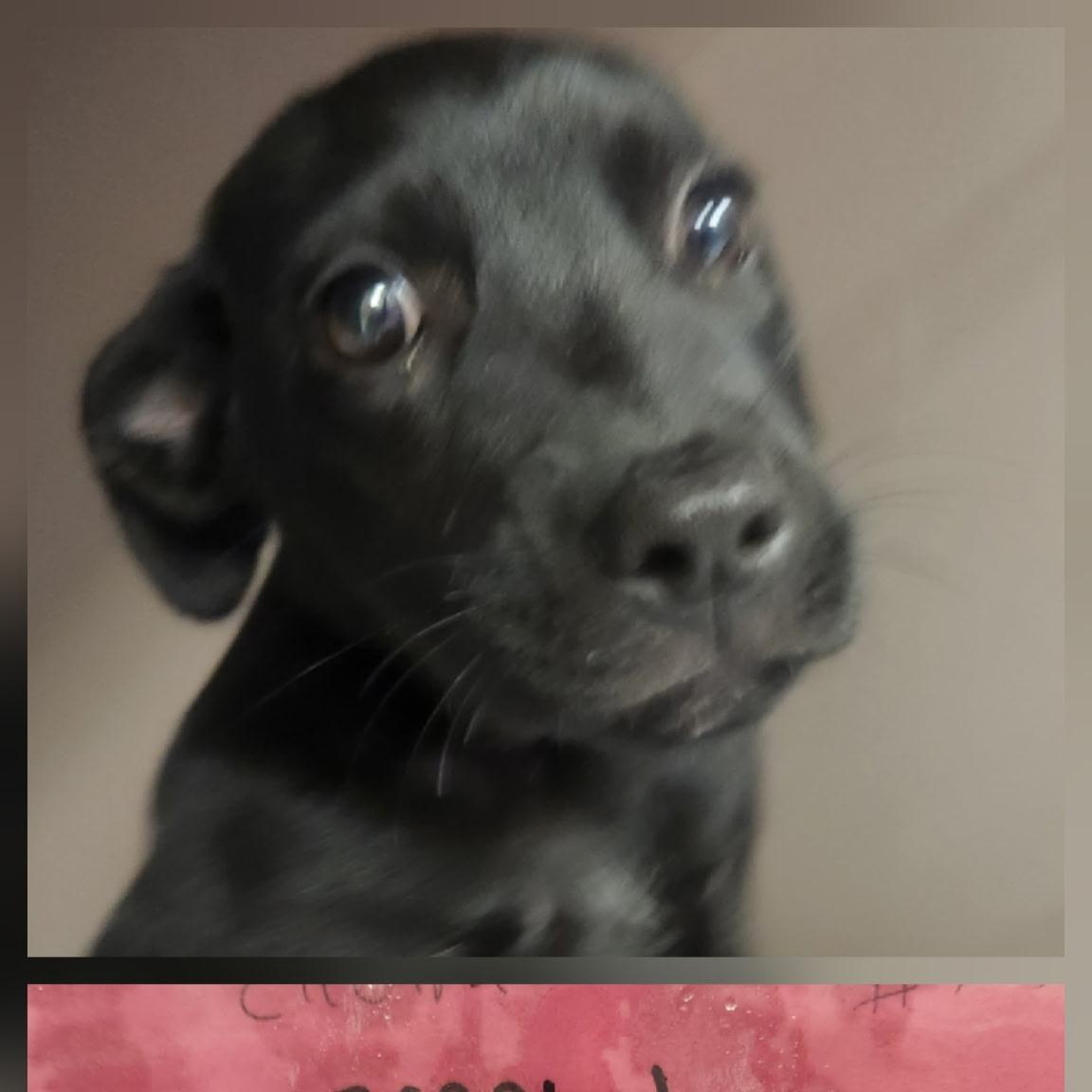 Electra, a Adoptable mixed breed in Allen, TX image 1/2