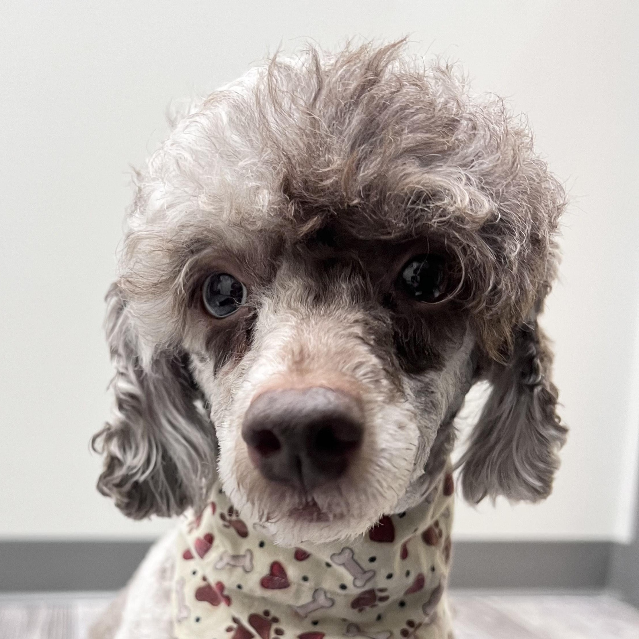 Enlarge Poppi, a ADOPTABLE Miniature Poodle in St. Louis, MO image 2/2
