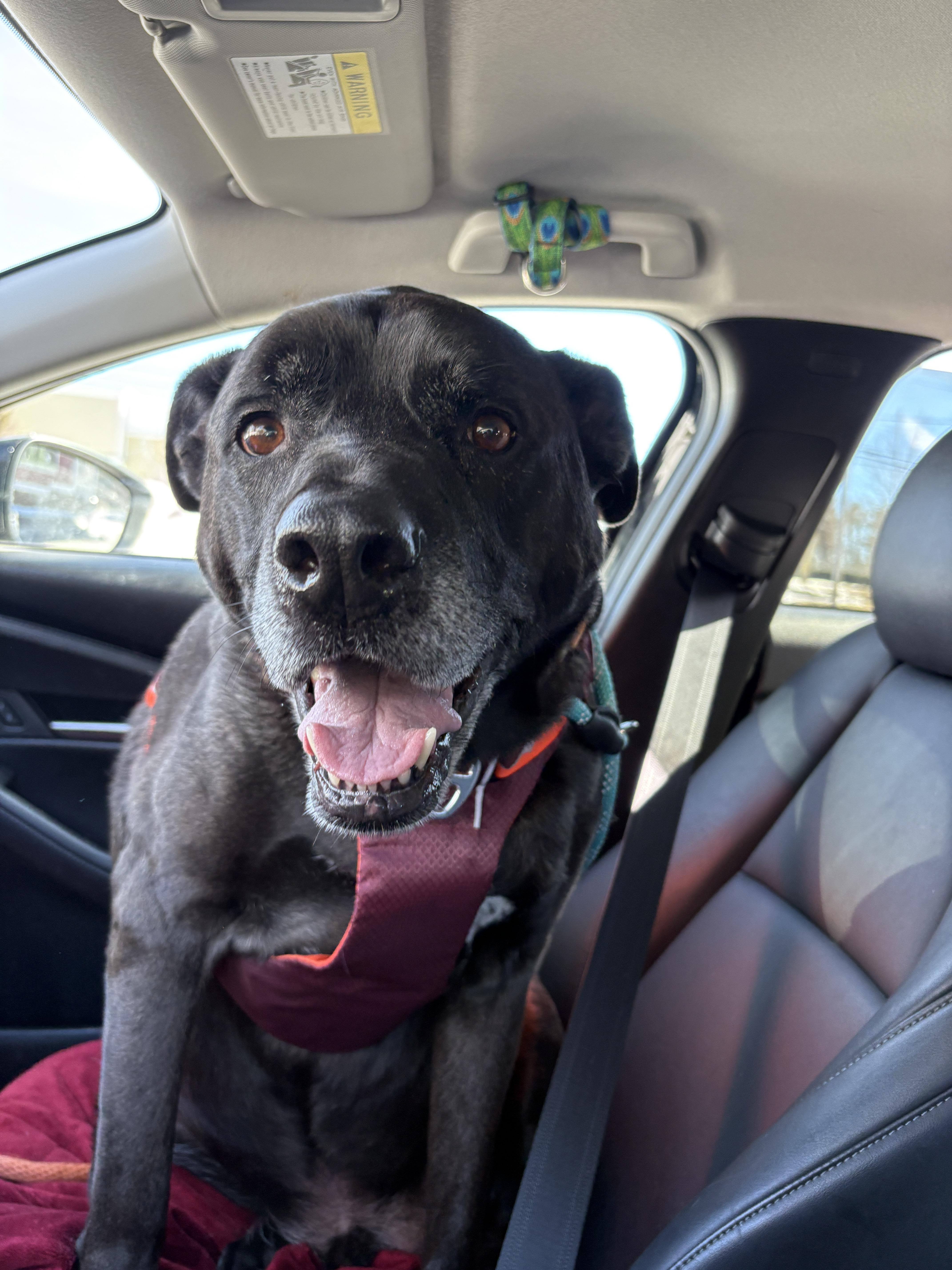 Enlarge Dozer and Minni, a ADOPTABLE mixed breed in New Boston, NH image 5/6
