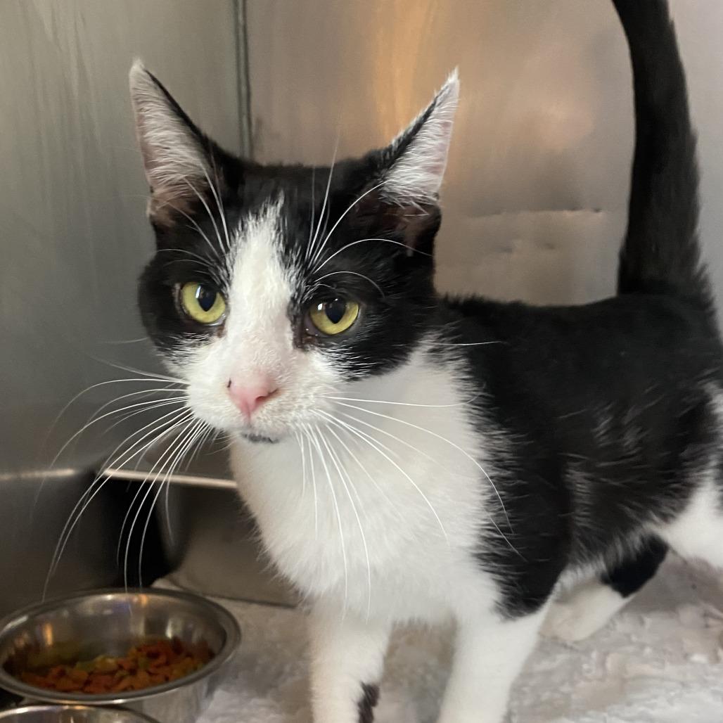 Enlarge Olive, a Adoptable Domestic Short Hair in Wadena, MN image 1/3