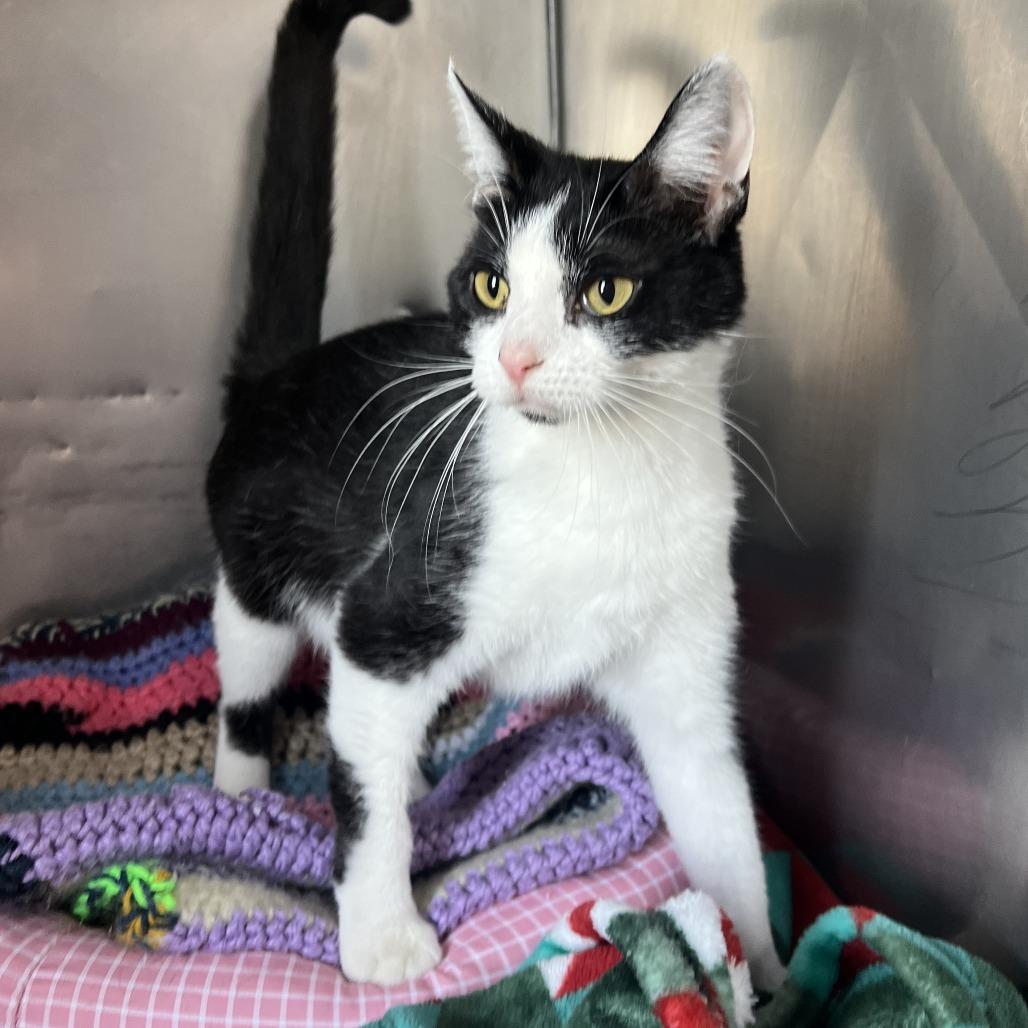 Enlarge Olive, a Adoptable Domestic Short Hair in Wadena, MN image 2/3