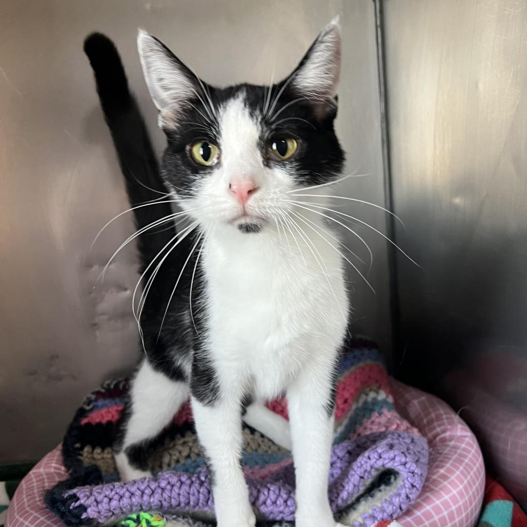 Enlarge Olive, a Adoptable Domestic Short Hair in Wadena, MN image 3/3