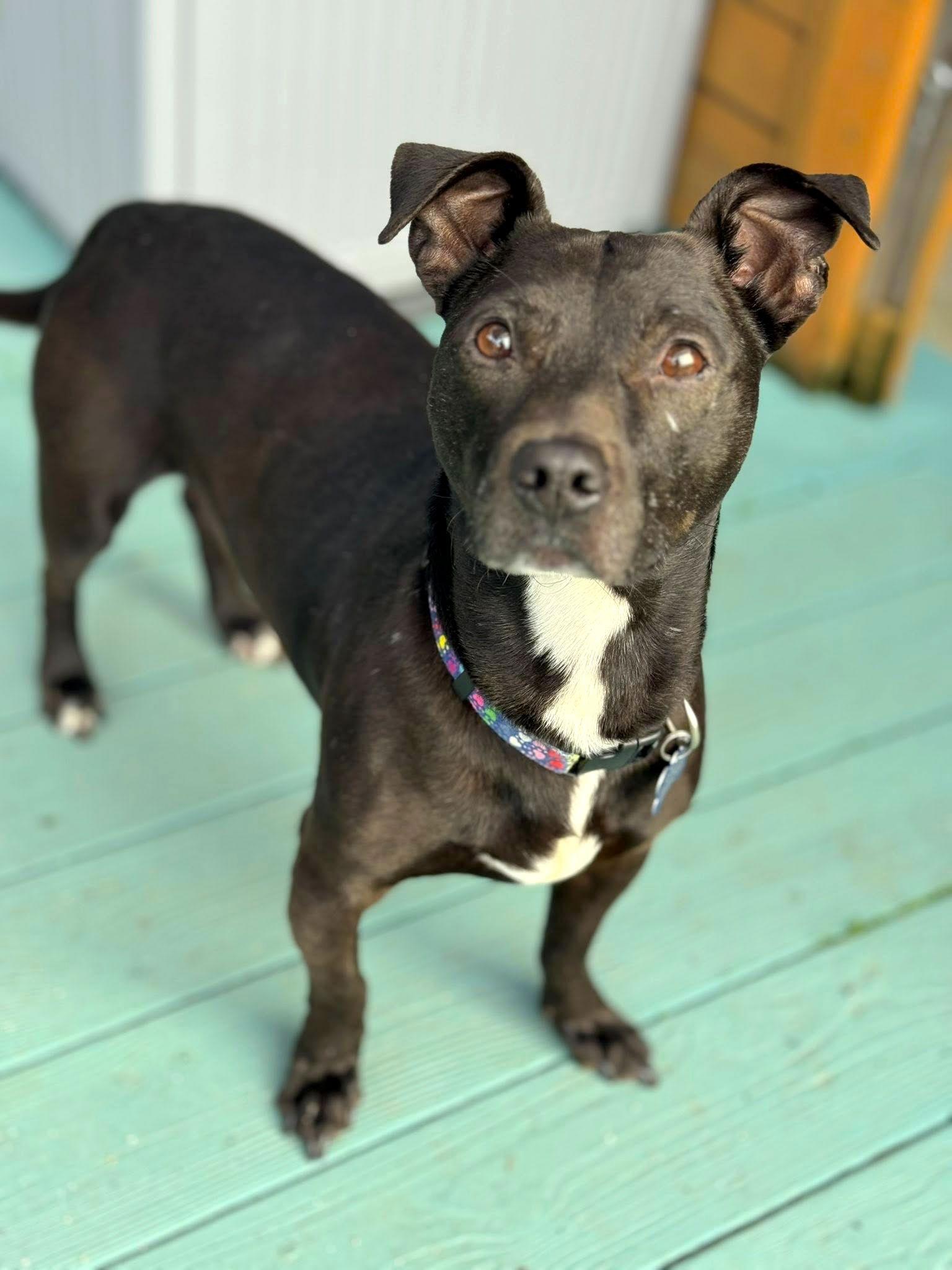 Tyson, Adoptable, Young Male Pit Bull Terrier & Dachshund.