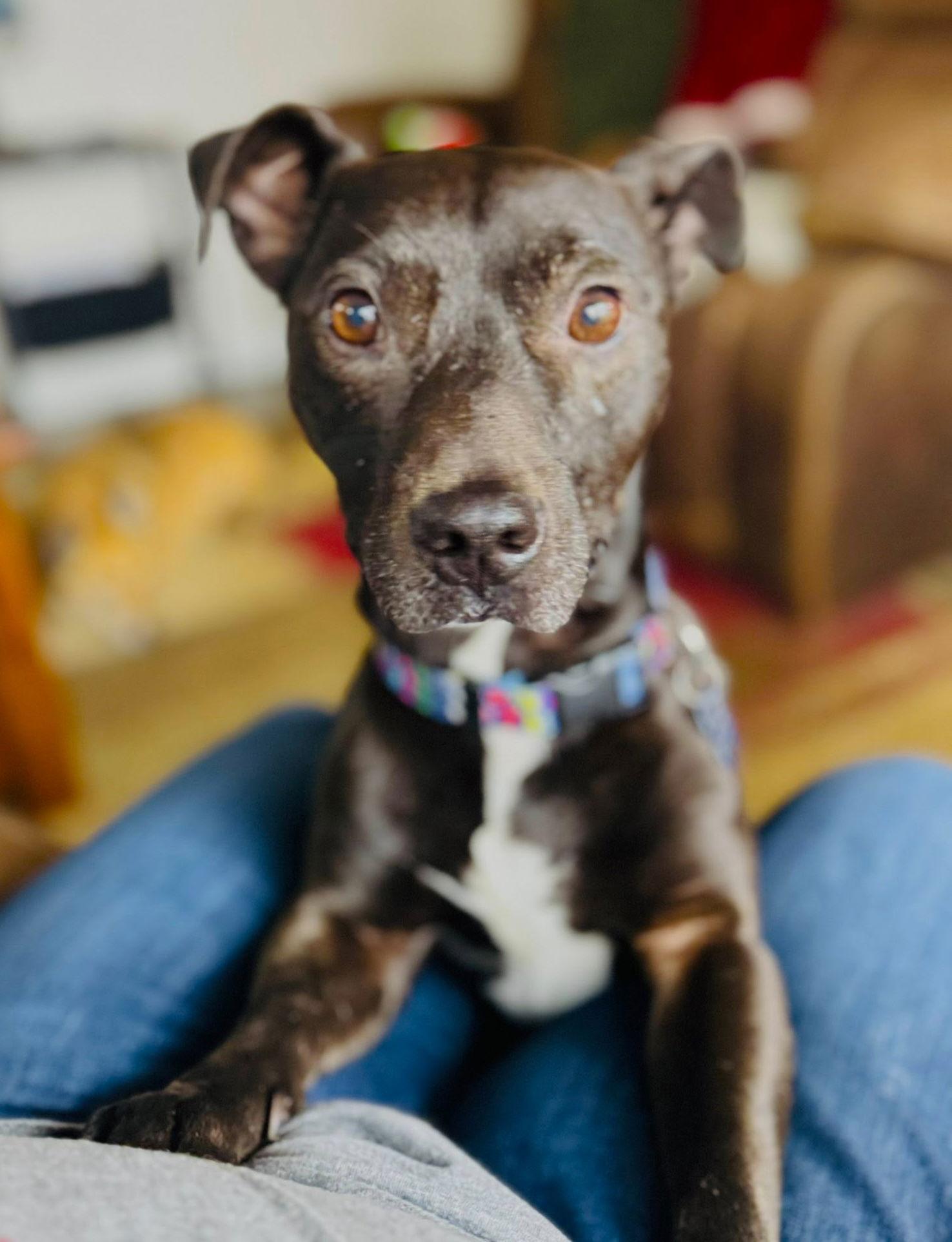 Enlarge Tyson, a Adoptable mixed breed in Portland, OR image 2/3