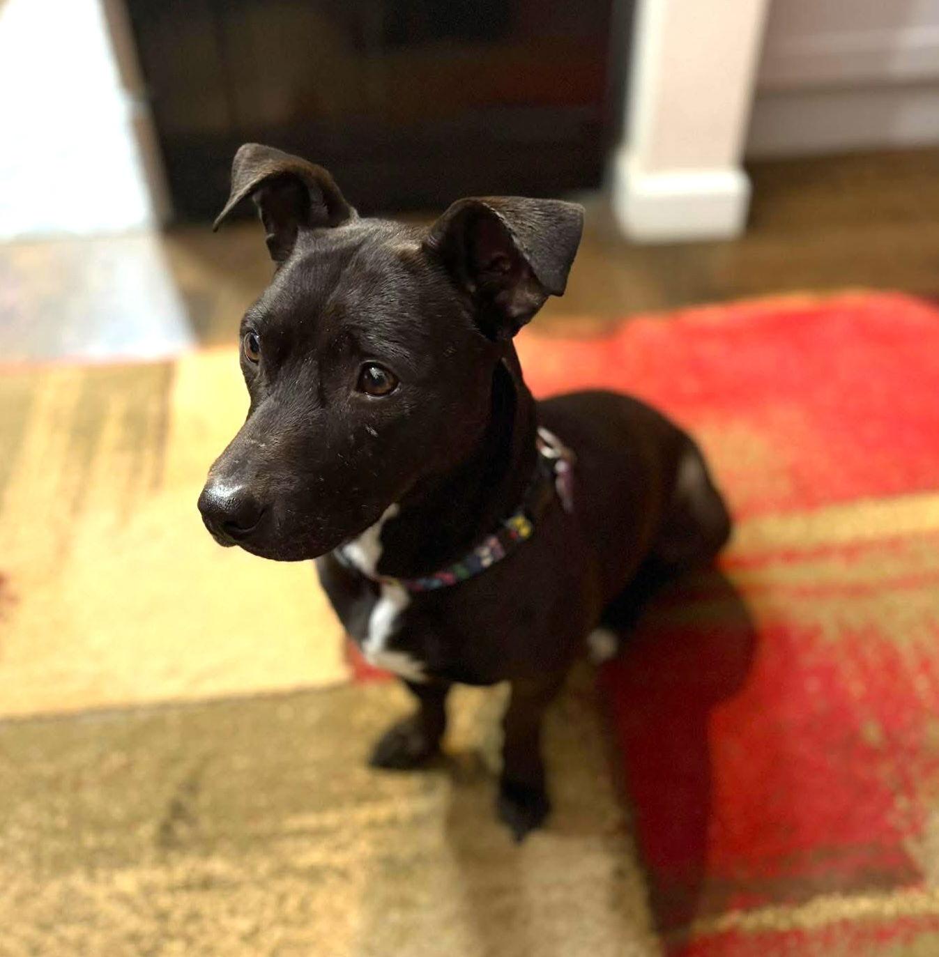 Enlarge Tyson, a Adoptable mixed breed in Portland, OR image 3/3