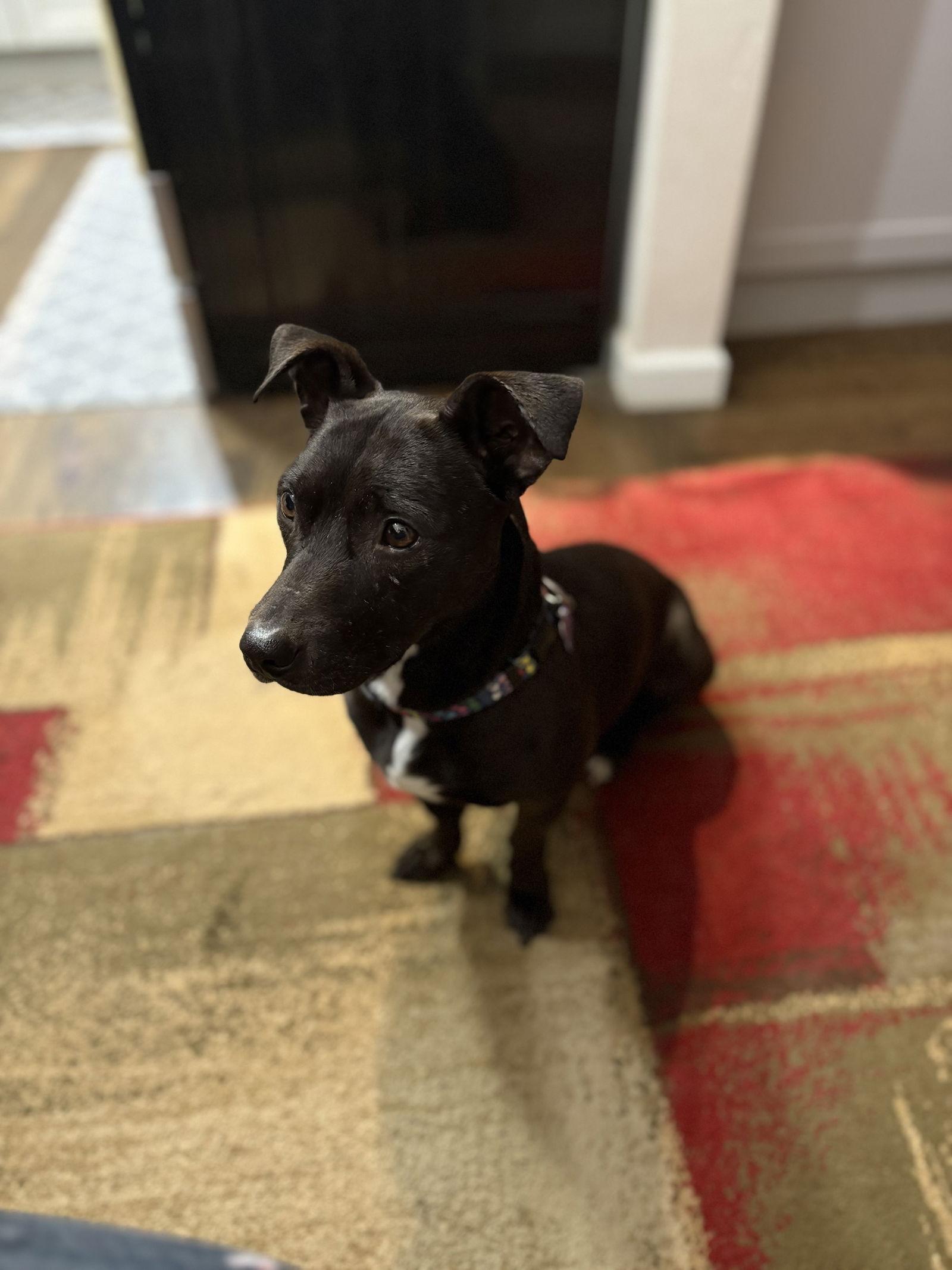 Tyson, Adoptable, Young Male Pit Bull Terrier & Dachshund.