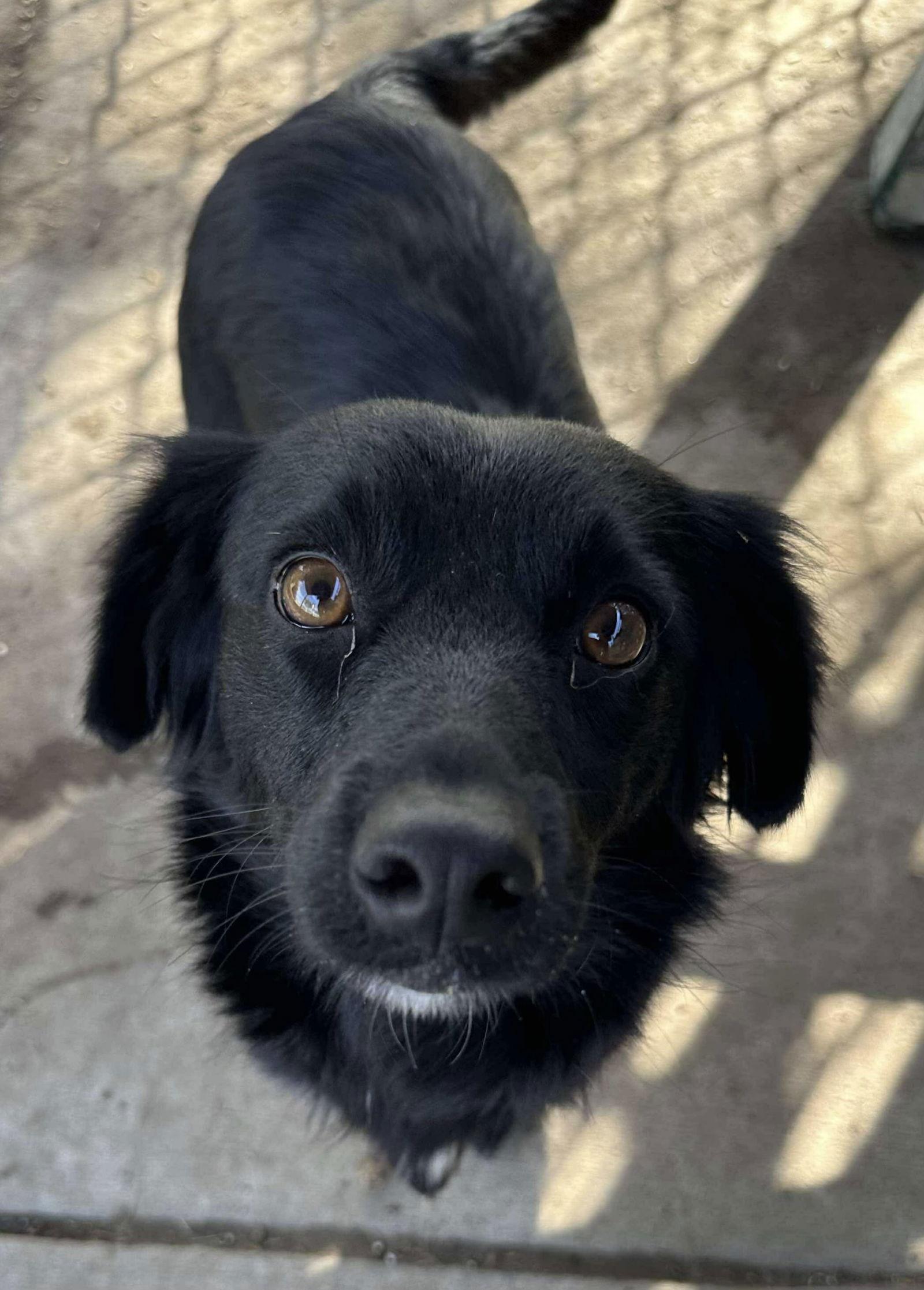 Enlarge Tyson, a Adoptable mixed breed in Portland, OR image 2/2