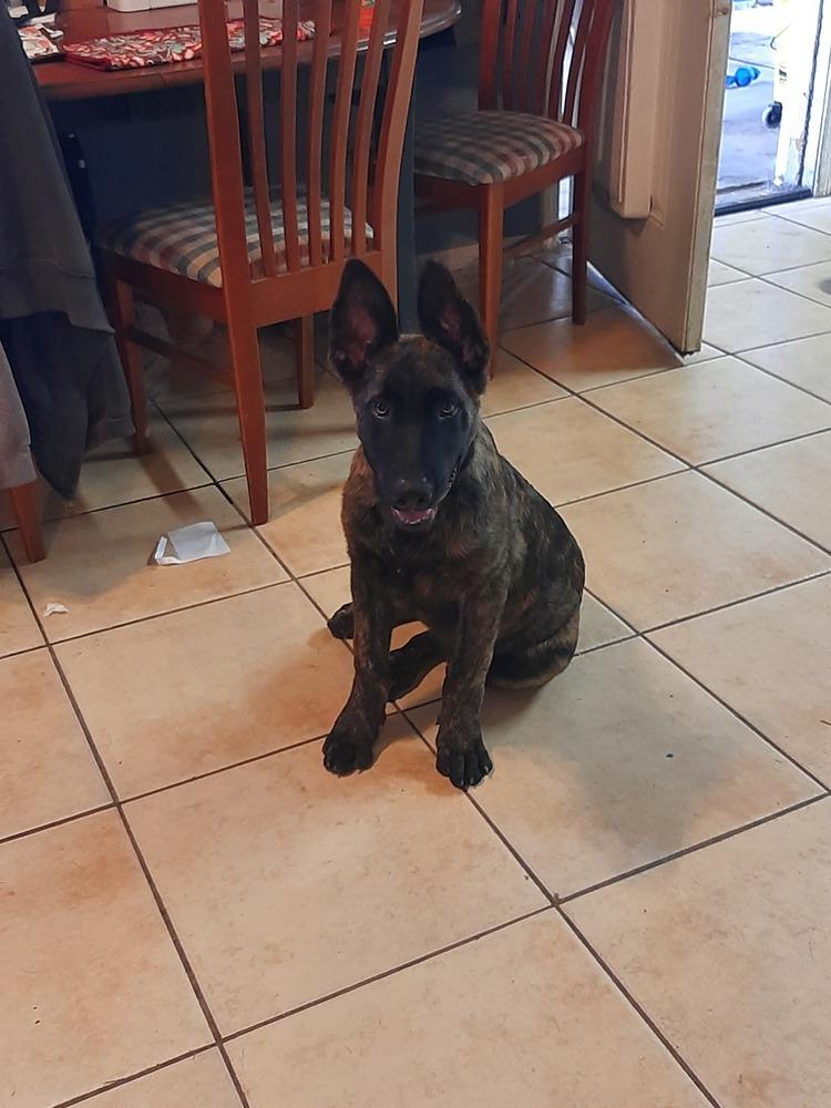 Sully Jr located in AR, Adoptable, Puppy Male Dutch Shepherd & German Shepherd Dog.