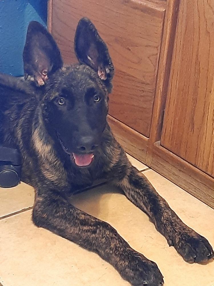 Enlarge Sully Jr located in AR, a Adoptable mixed breed in Imlay City, MI image 2/4