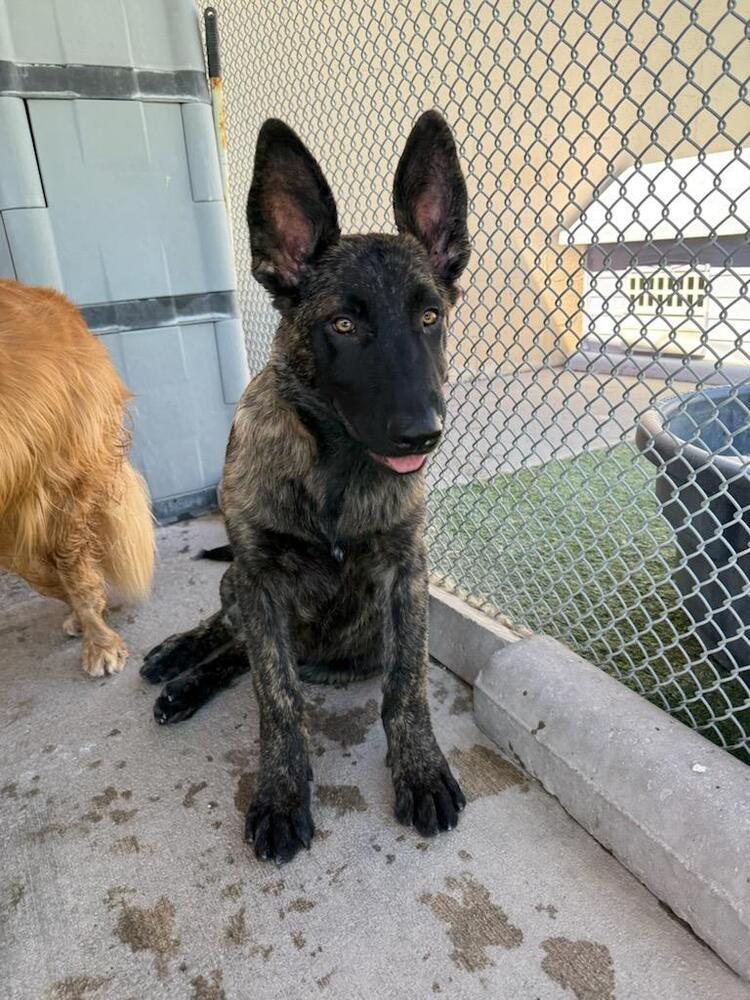 Enlarge Sully Jr located in AR, a Adoptable mixed breed in Imlay City, MI image 4/4