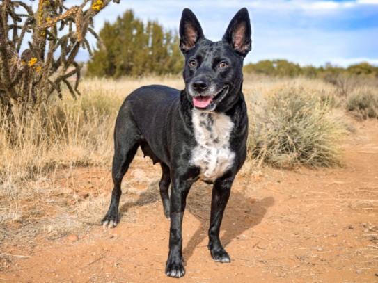 Enlarge DAKOTA, a Adoptable Mixed Breed in Santa Fe, NM image 1/1