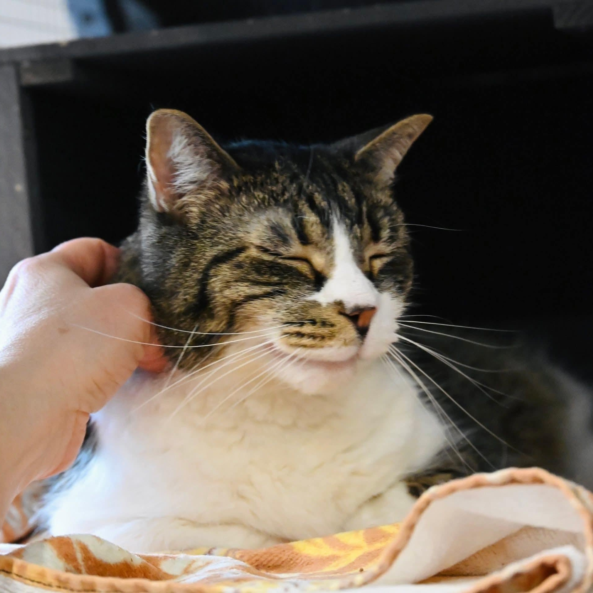 Enlarge Tammy, a ADOPTABLE mixed breed in South Park, PA image 3/5