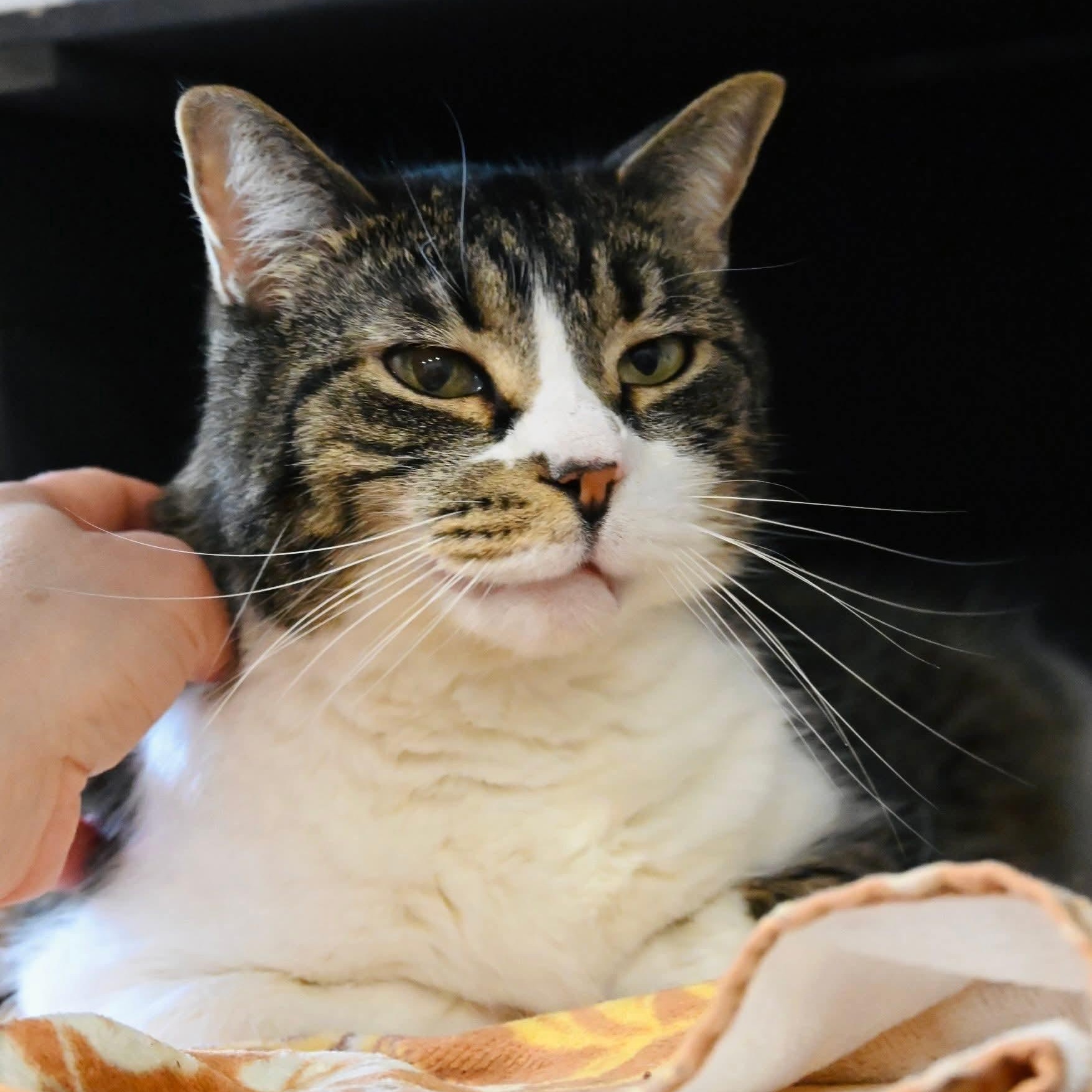 Enlarge Tammy, a ADOPTABLE mixed breed in South Park, PA image 2/5