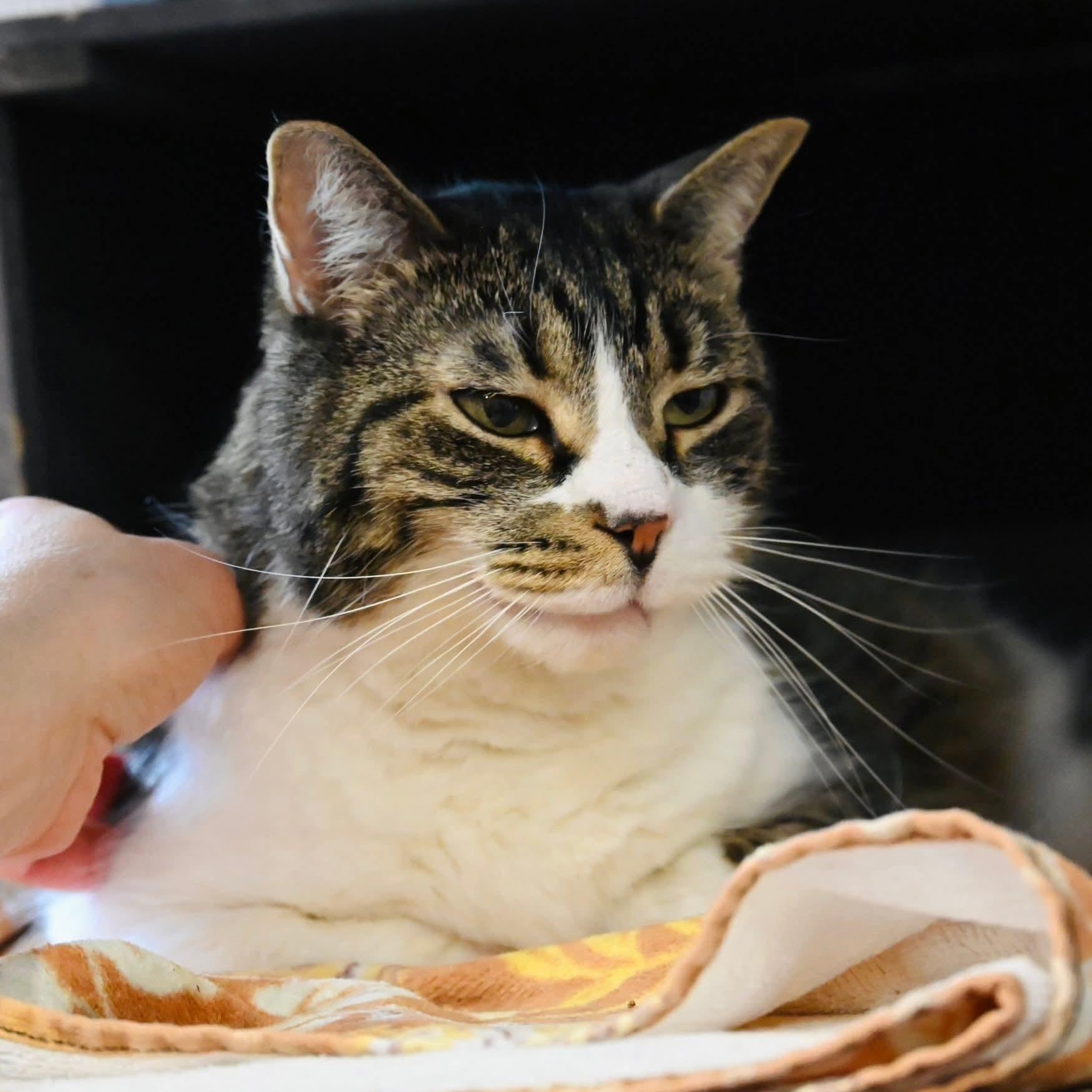 Enlarge Tammy, a ADOPTABLE mixed breed in South Park, PA image 5/5