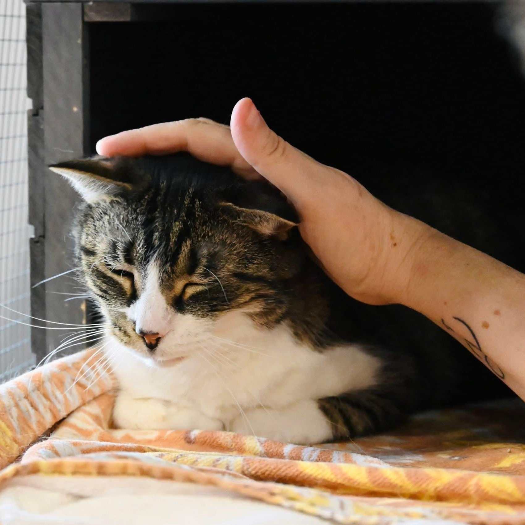 Enlarge Tammy, a ADOPTABLE mixed breed in South Park, PA image 4/5