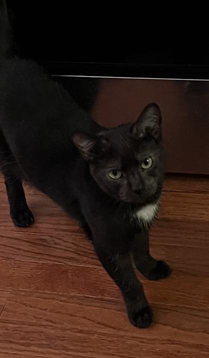 Harrison, Adoptable, Kitten Male Domestic Short Hair.
