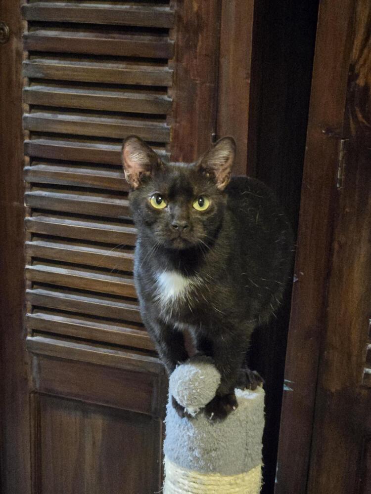Enlarge Harrison, a Adoptable Domestic Short Hair in Hudson, NH image 2/6