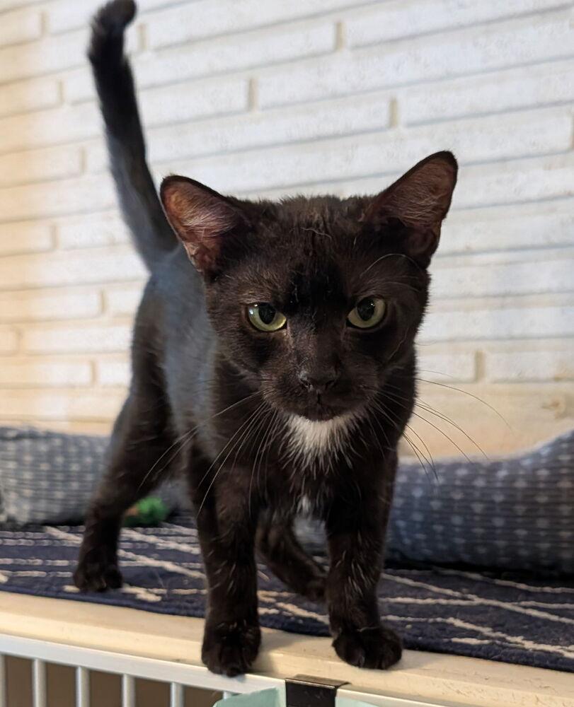 Enlarge Harrison, a Adoptable Domestic Short Hair in Hudson, NH image 3/6