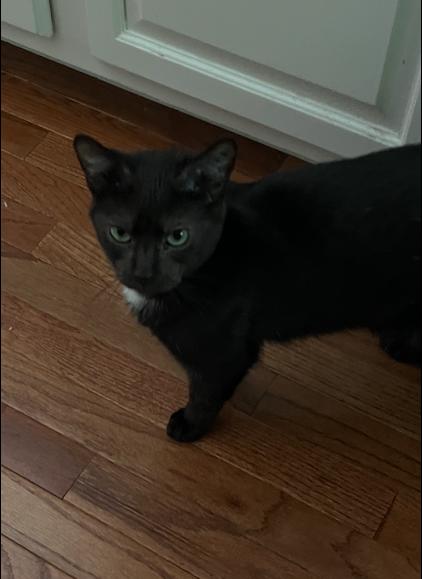 Enlarge Harrison, a Adoptable Domestic Short Hair in Hudson, NH image 4/6